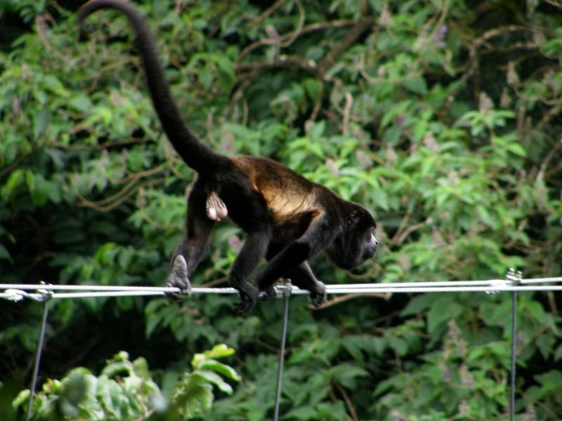 Buena Vista Del Rincon Eco Adventure Park & *