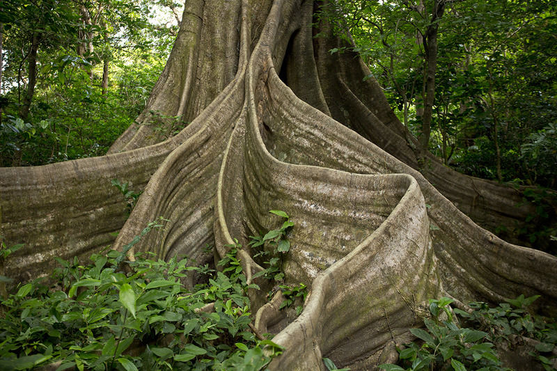 Buena Vista Del Rincon Eco Adventure Park & Lodge