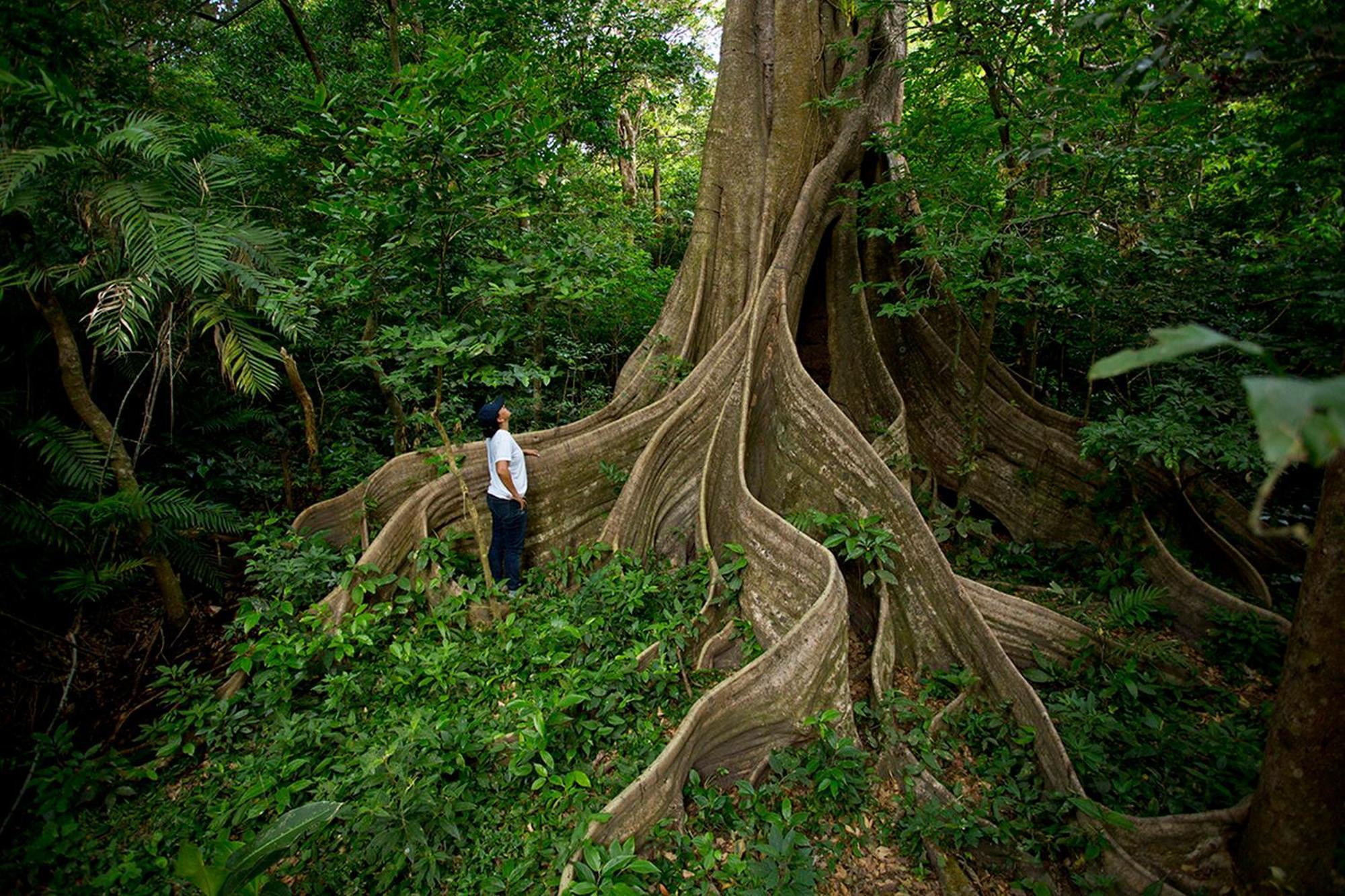 Buena Vista Del Rincon Eco Adventure Park & Lodge